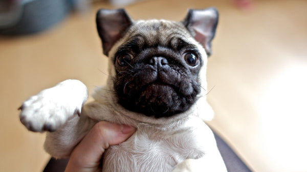 Puggy